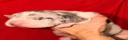 Great Dane dogs for sale: Great Danes puppies  in London - Advert 28