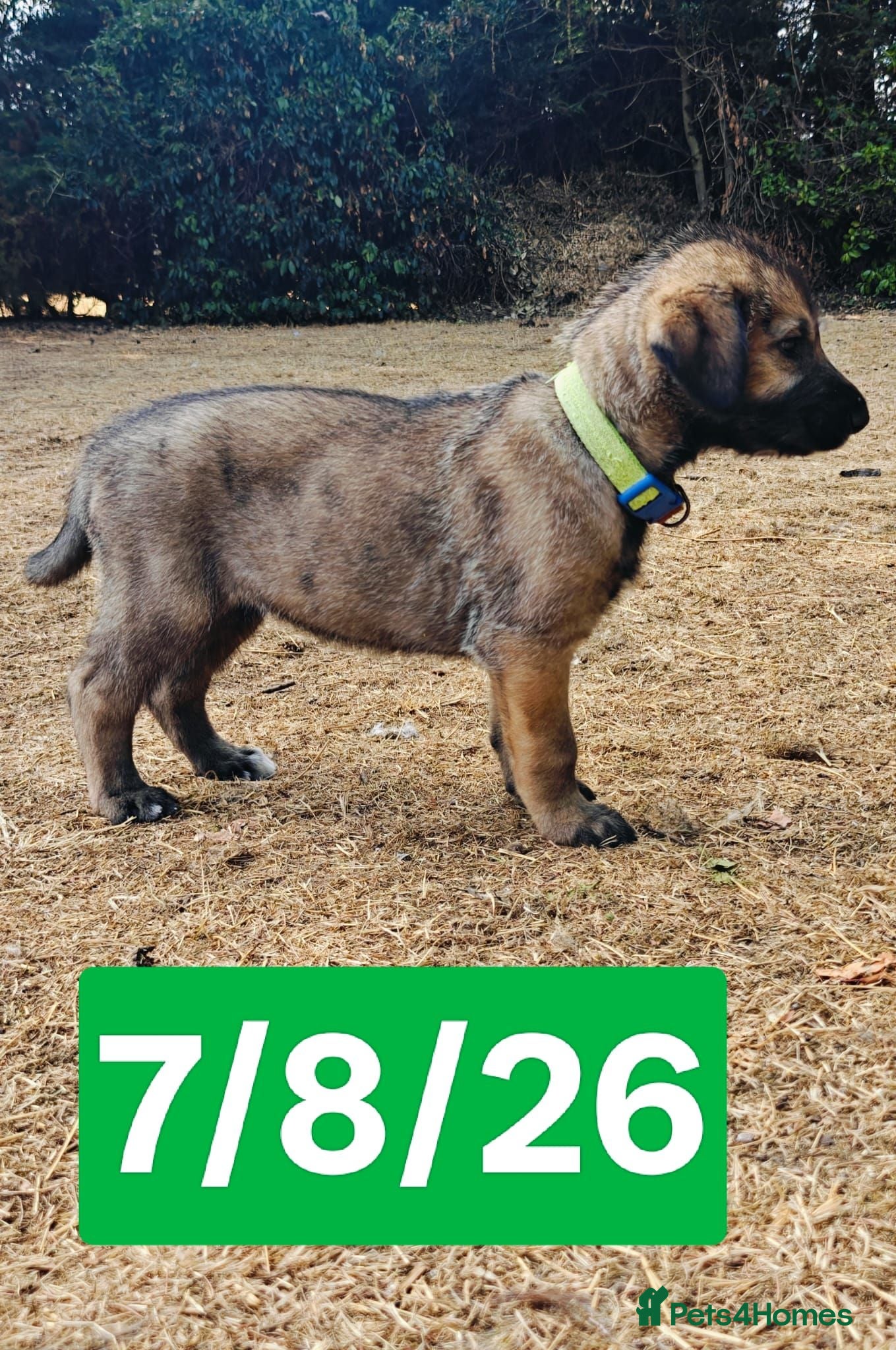Irish Wolfhound dogs Stunning KC reg Irish Wolfhound litter for sale - Advert 2