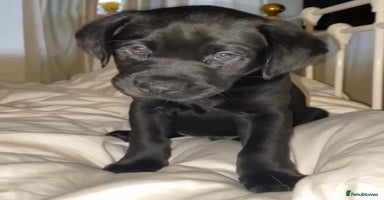 Labrador Retriever dogs - Advert 8