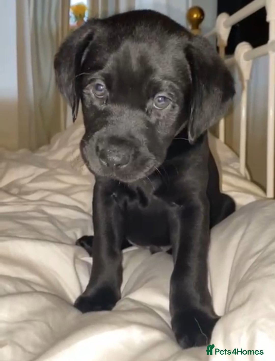 Labrador Retriever dogs for sale: Stunning homebred labs - Advert 3
