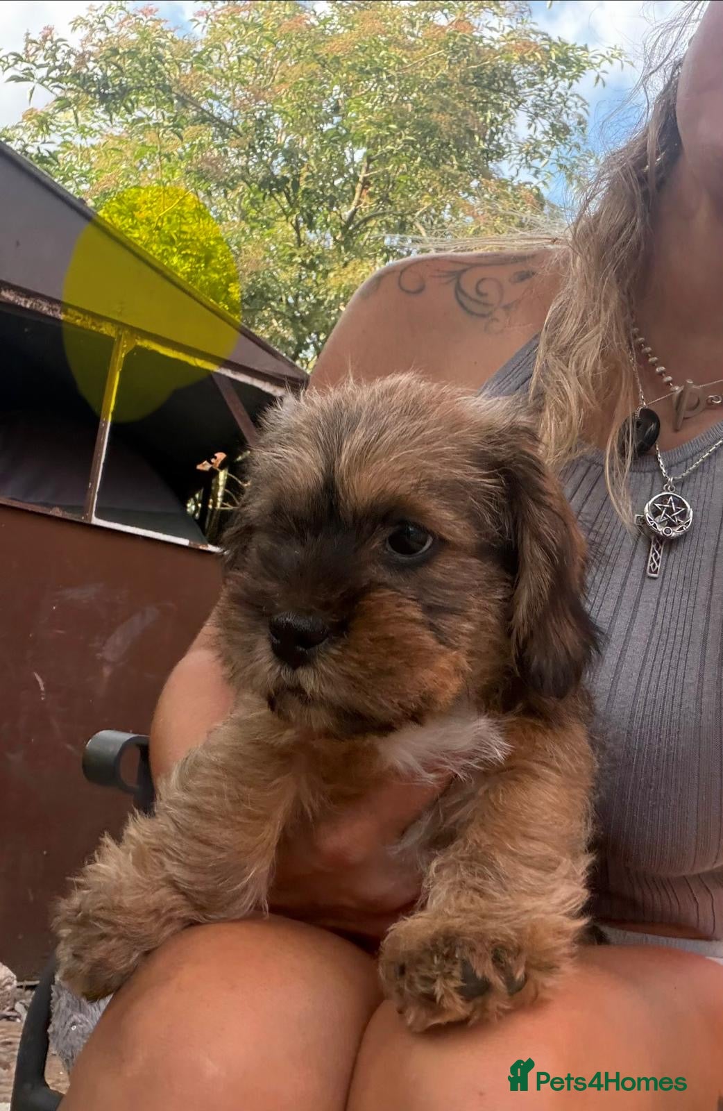 Mixed Breed dogs Gorgeous puppys wire hair dashhone/Shih Tzu - Advert 2