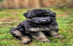 German Shepherd dogs for sale: German Shepherd Puppies - Image 21