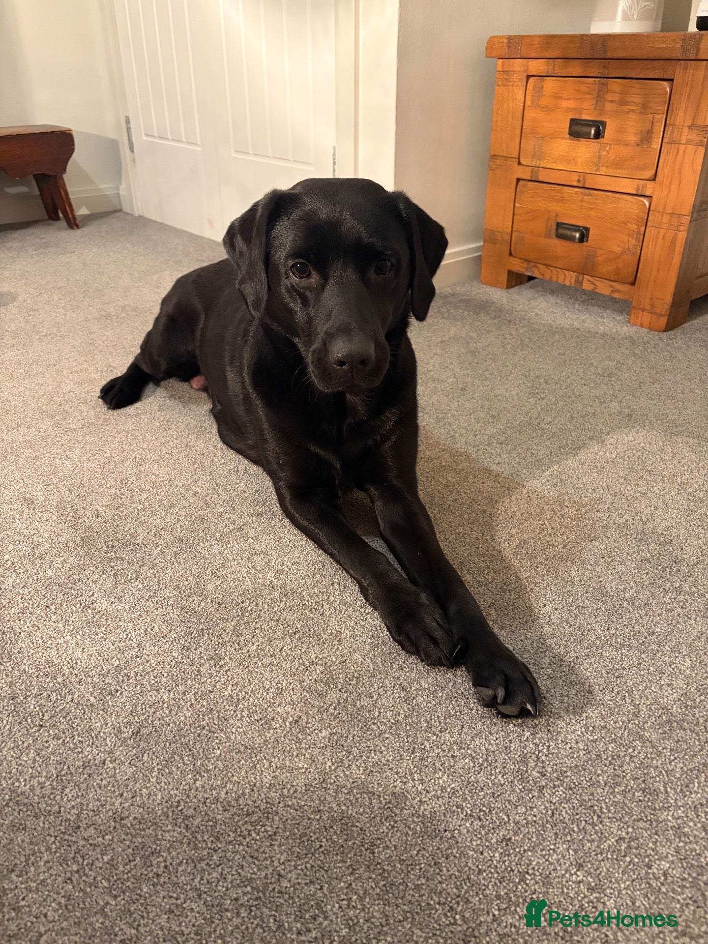 Labrador Retriever dogs Gorgeous pedigree Labrador puppies  - Advert 1