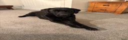 Labrador Retriever dogs for sale: Gorgeous pedigree Labrador puppies  in Cumnock - Advert 1