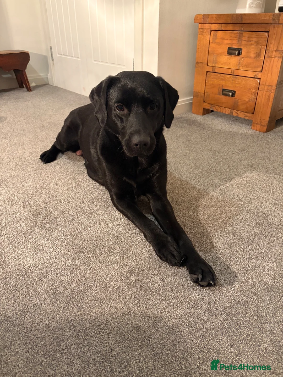 Labrador Retriever dogs for sale: Gorgeous pedigree Labrador puppies  in Cumnock - Advert 1
