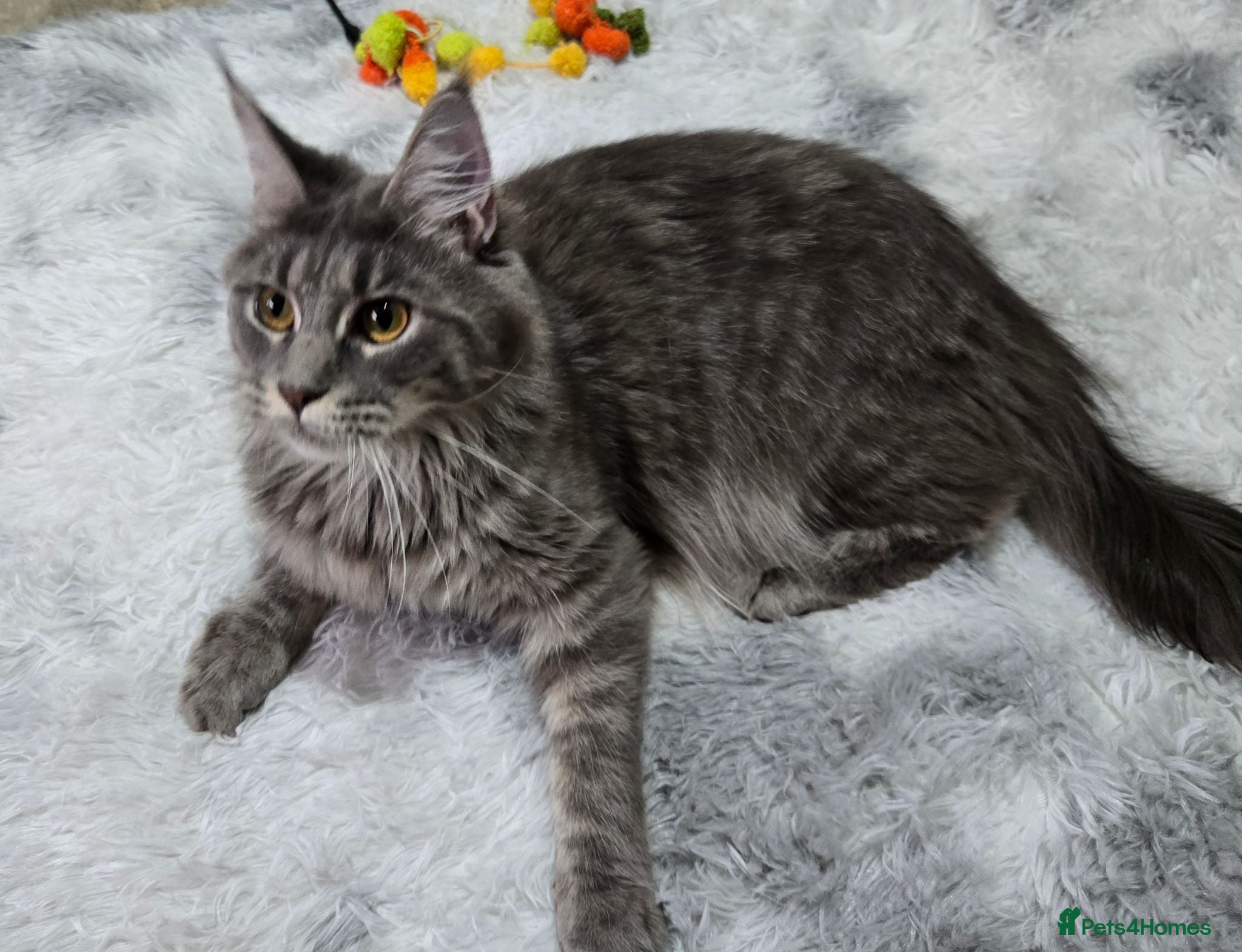 Maine Coon cats Blue silver mackerel tabby girl - Advert 2