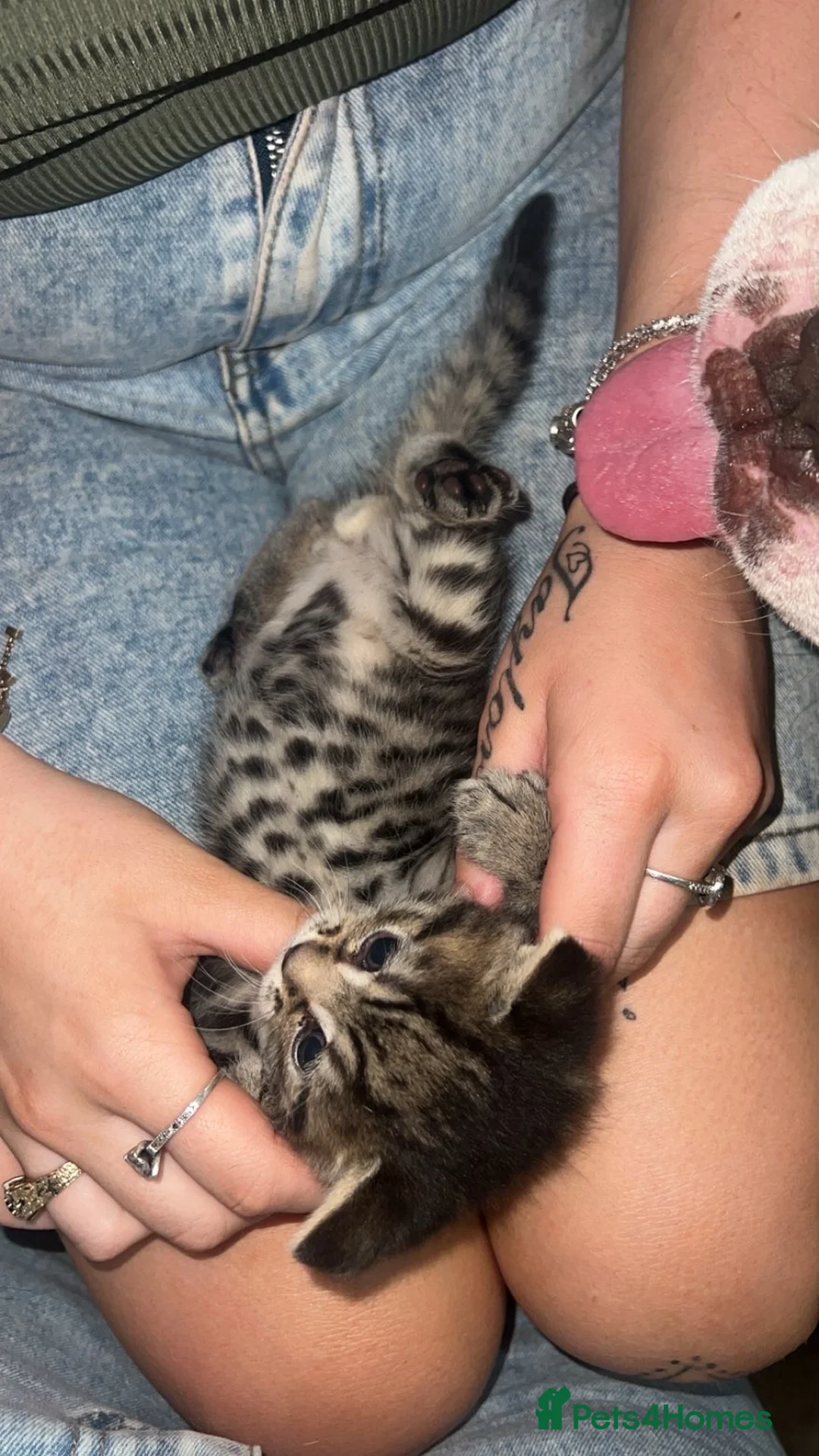 British Shorthair cats for sale: 5 beutiful British short hair kittens - Advert 9