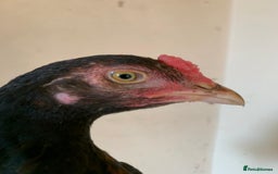 Chickens poultry for sale: Pure Miawali Aseel Stags  - Image 5