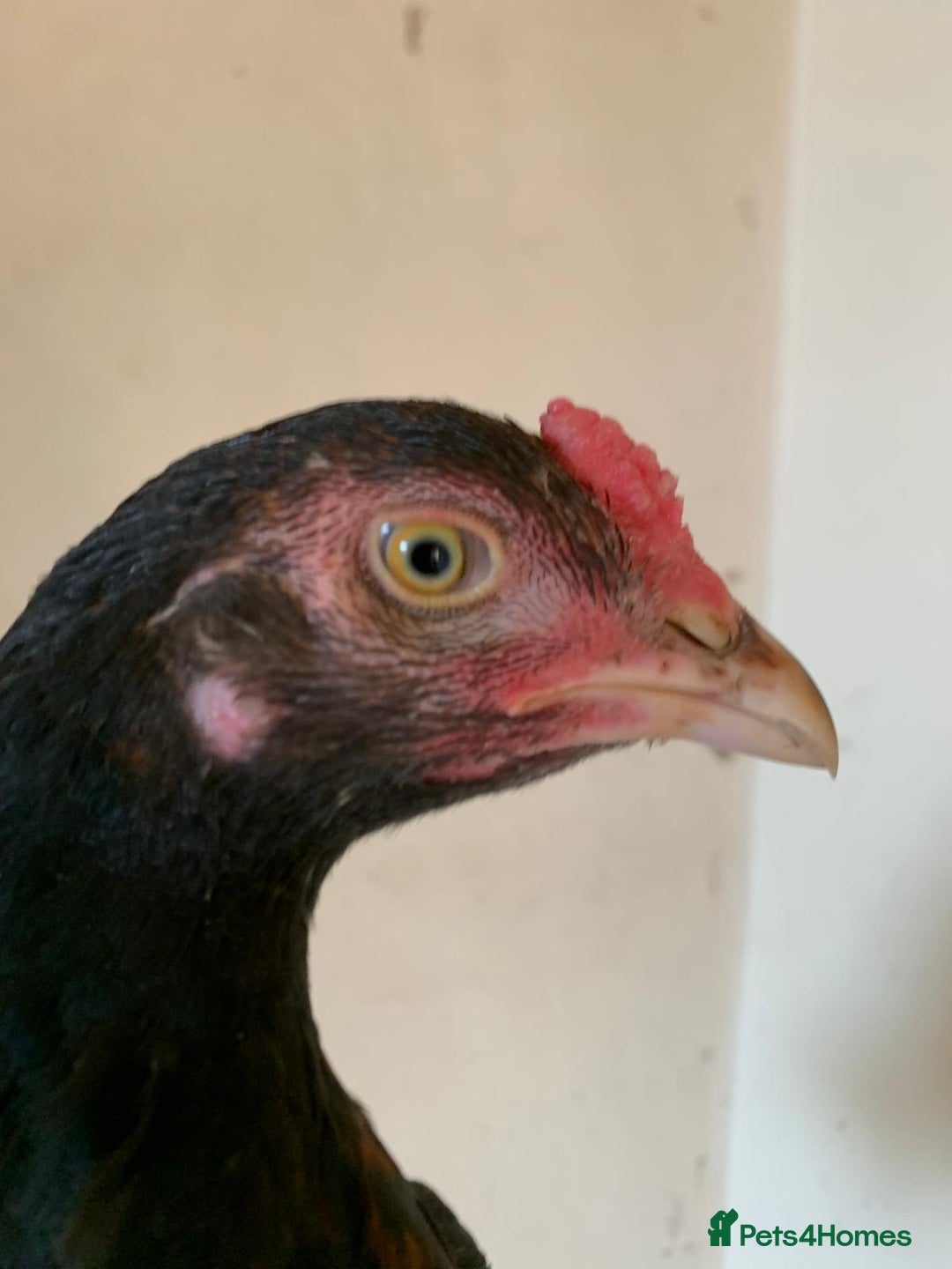 Chickens poultry for sale: Pure Miawali Aseel Stags  - Image 5