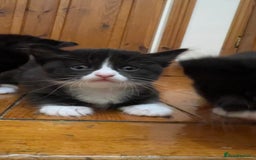 Mixed Breed cats for sale: siamese x siberian tuxedo kittens - Advert 28