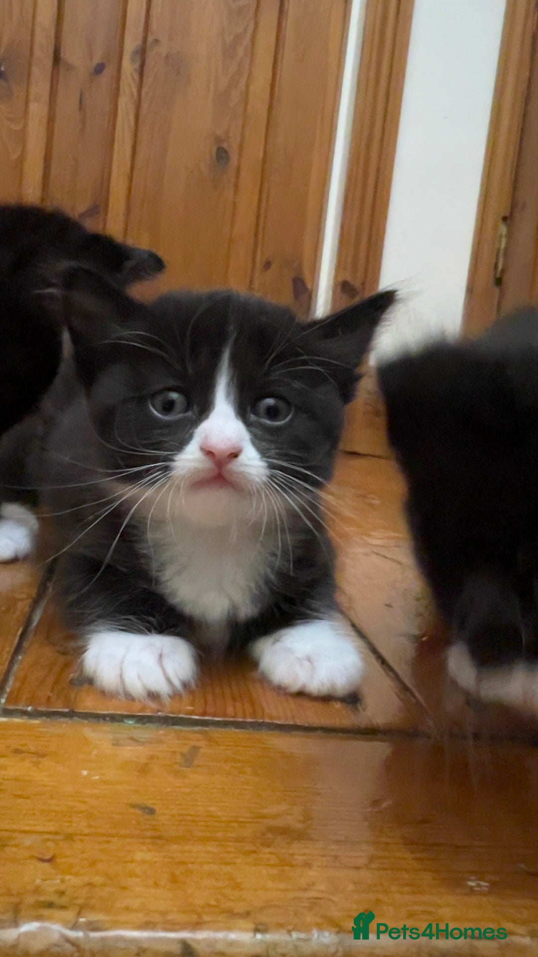 Mixed Breed cats for sale: siamese x siberian tuxedo kittens - Advert 28