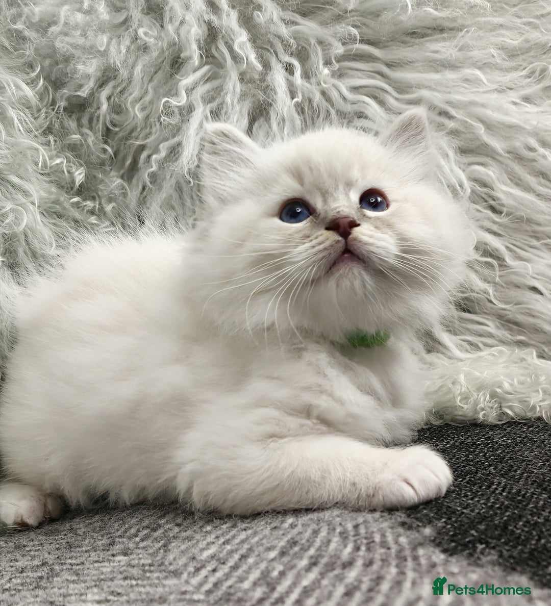 Ragdoll cats for sale: 🩵Pure Ragdoll Kittens Ready to be Reserved🩷 - Advert 12