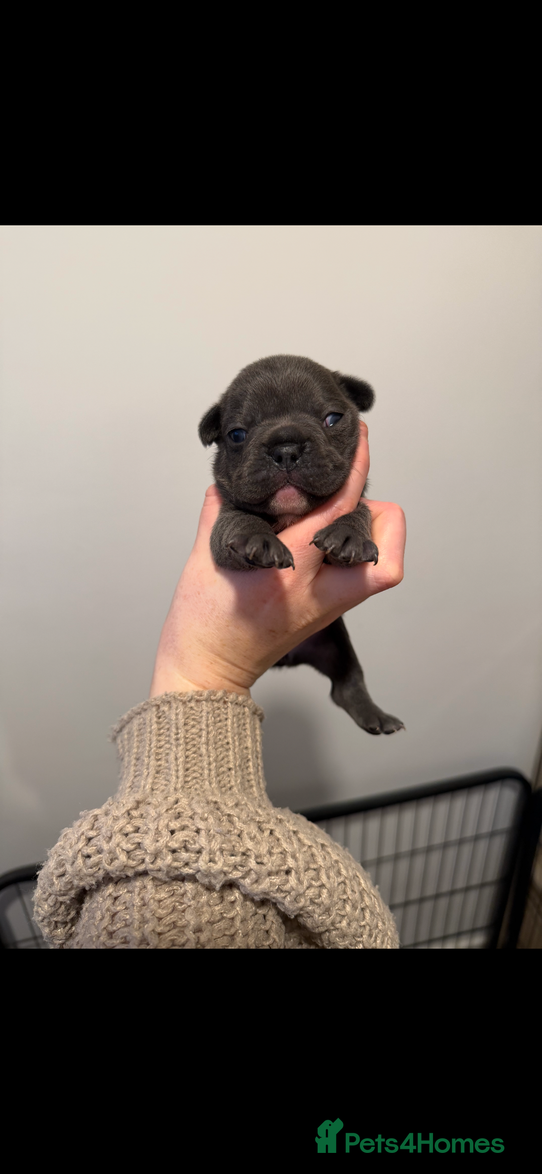 French Bulldog dogs for sale: French bulldog puppies - Advert 2