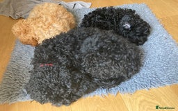 Cavapoo dogs for sale: 14 week old male Cavapoo puppy - Image 10