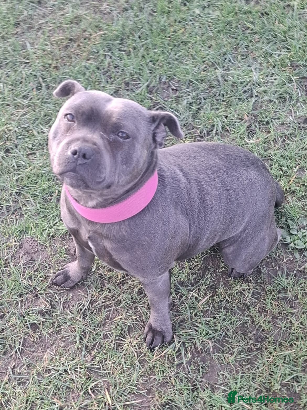 Staffordshire Bull Terrier dogs 💙Kc registered blue staffordshire bull terriers💙 - Advert 2