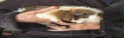 Guinea Pig rodents for sale: Bonded Pair Of Guinea Pigs (Males) - Advert 4
