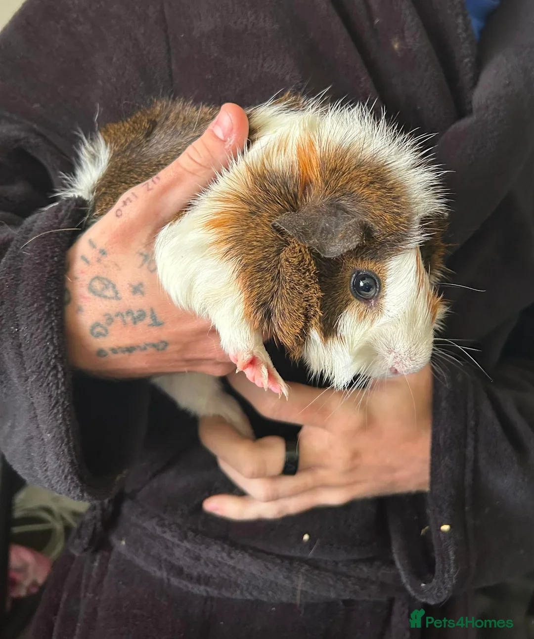 Guinea Pig rodents for sale: Bonded Pair Of Guinea Pigs (Males) - Advert 4