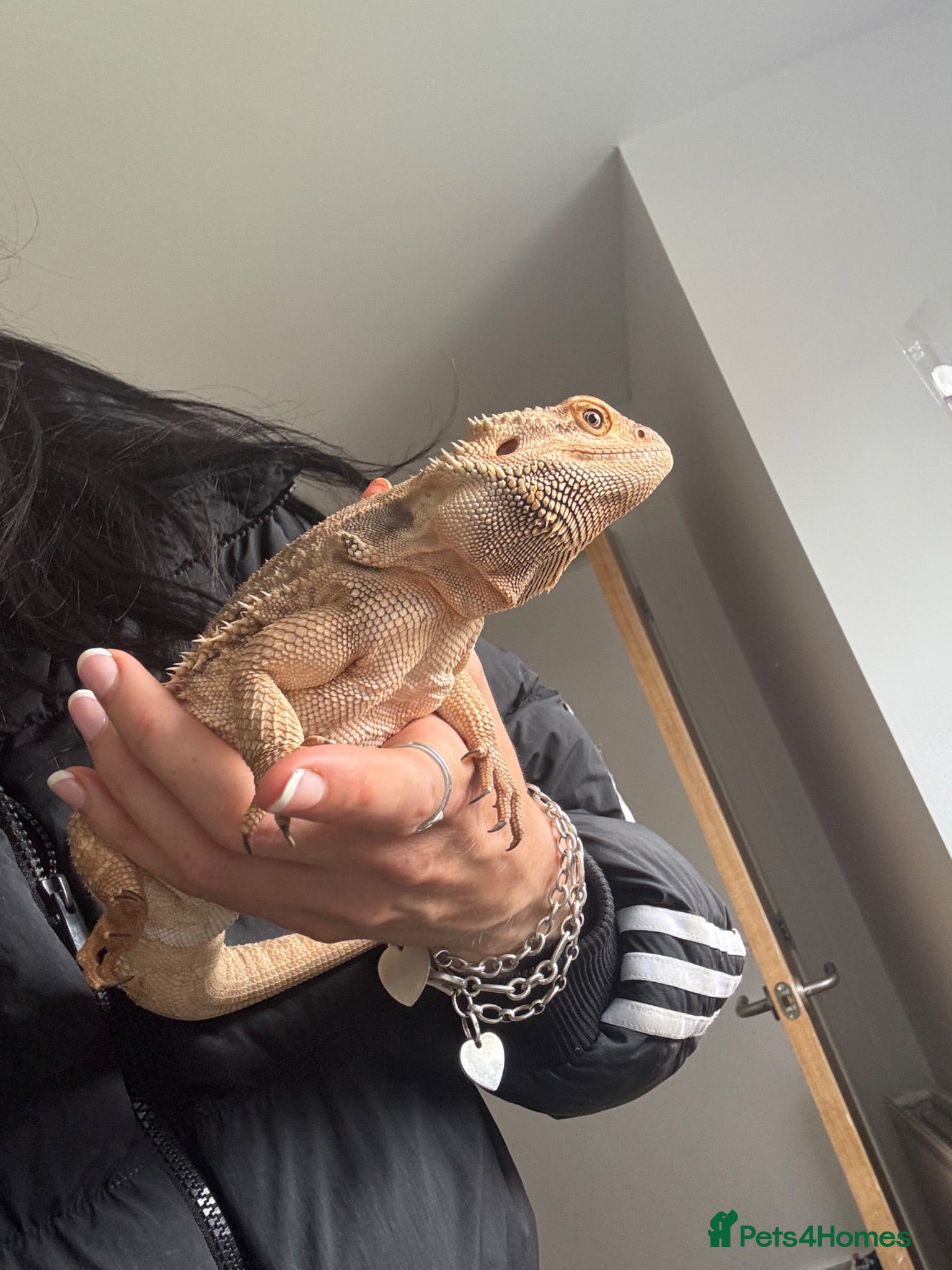 Bearded Dragon reptiles Friendly & tame bearded dragon  - Advert 1