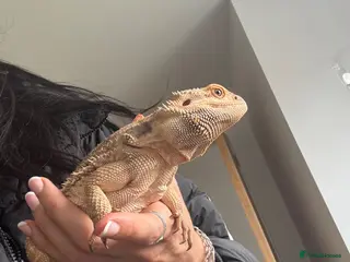 Bearded Dragon reptiles Friendly & tame bearded dragon - Advert 1