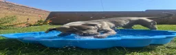 Staffordshire Bull Terrier dogs for sale: Looking for a loving home  - Advert 3