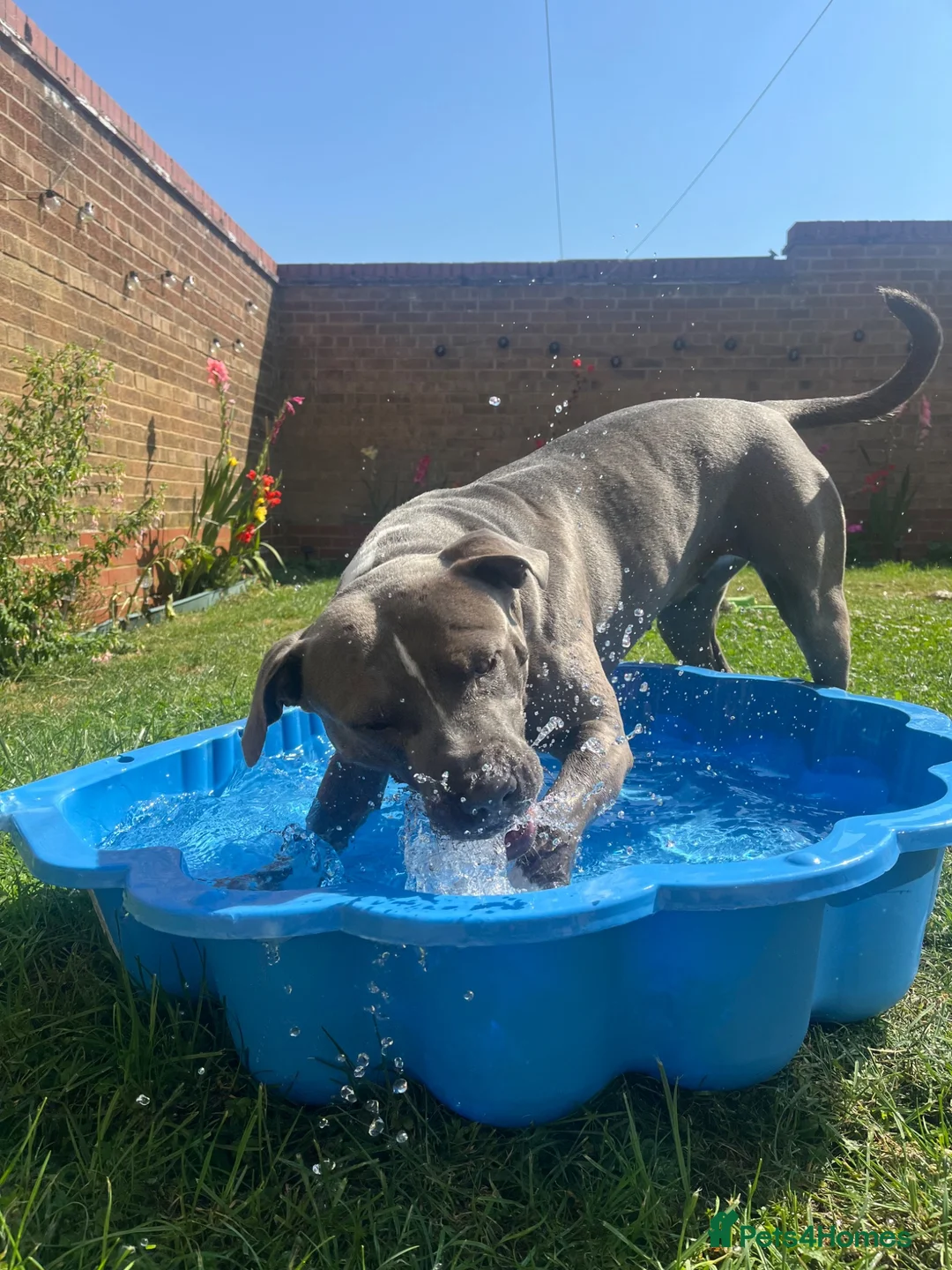 Staffordshire Bull Terrier dogs for sale: Looking for a loving home  - Advert 3