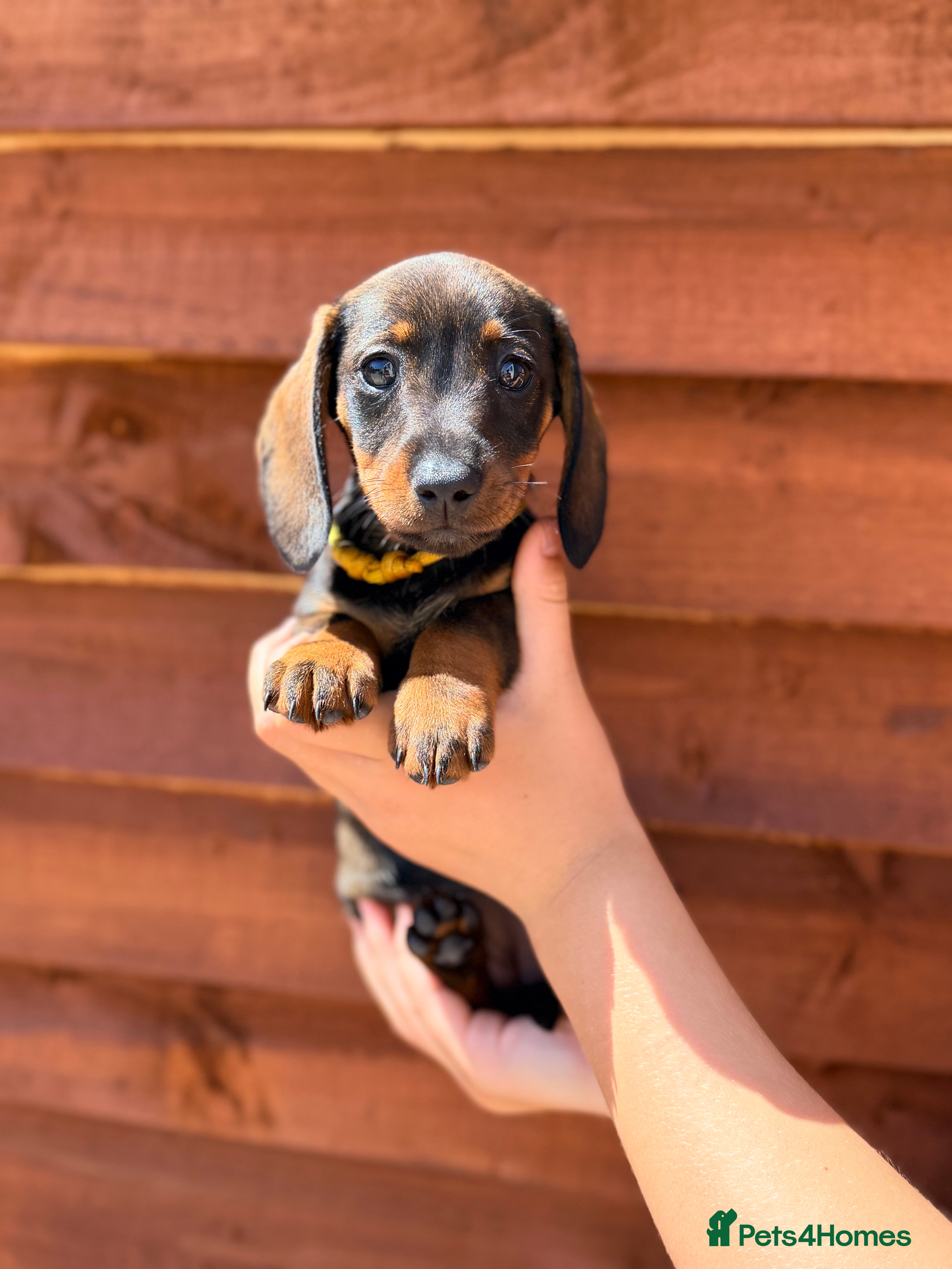 Miniature Dachshund dogs 🐾Exceptional Teckel Puppies, Ready To Go Now  🐾 - Advert 2