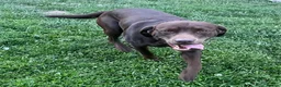 Labrador Retriever dogs for sale: 2x 2yo KC Registered chocolate Labrador boys - Advert 10