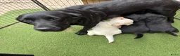 Labrador Retriever dogs for sale: Gorgeous Labrador puppies  in Ingatestone - Advert 17