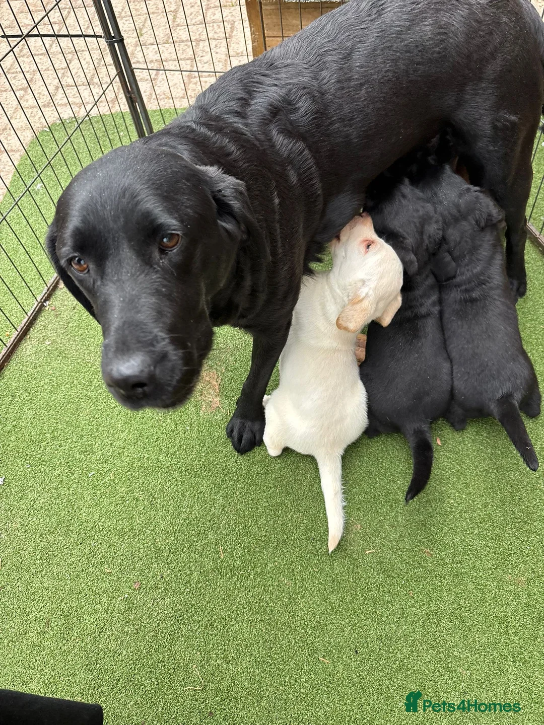 Labrador Retriever dogs for sale: Gorgeous Labrador puppies  in Ingatestone - Advert 17