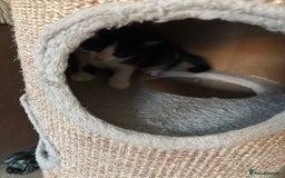 Mixed Breed cats for sale: Kittens for sale  - Image 16