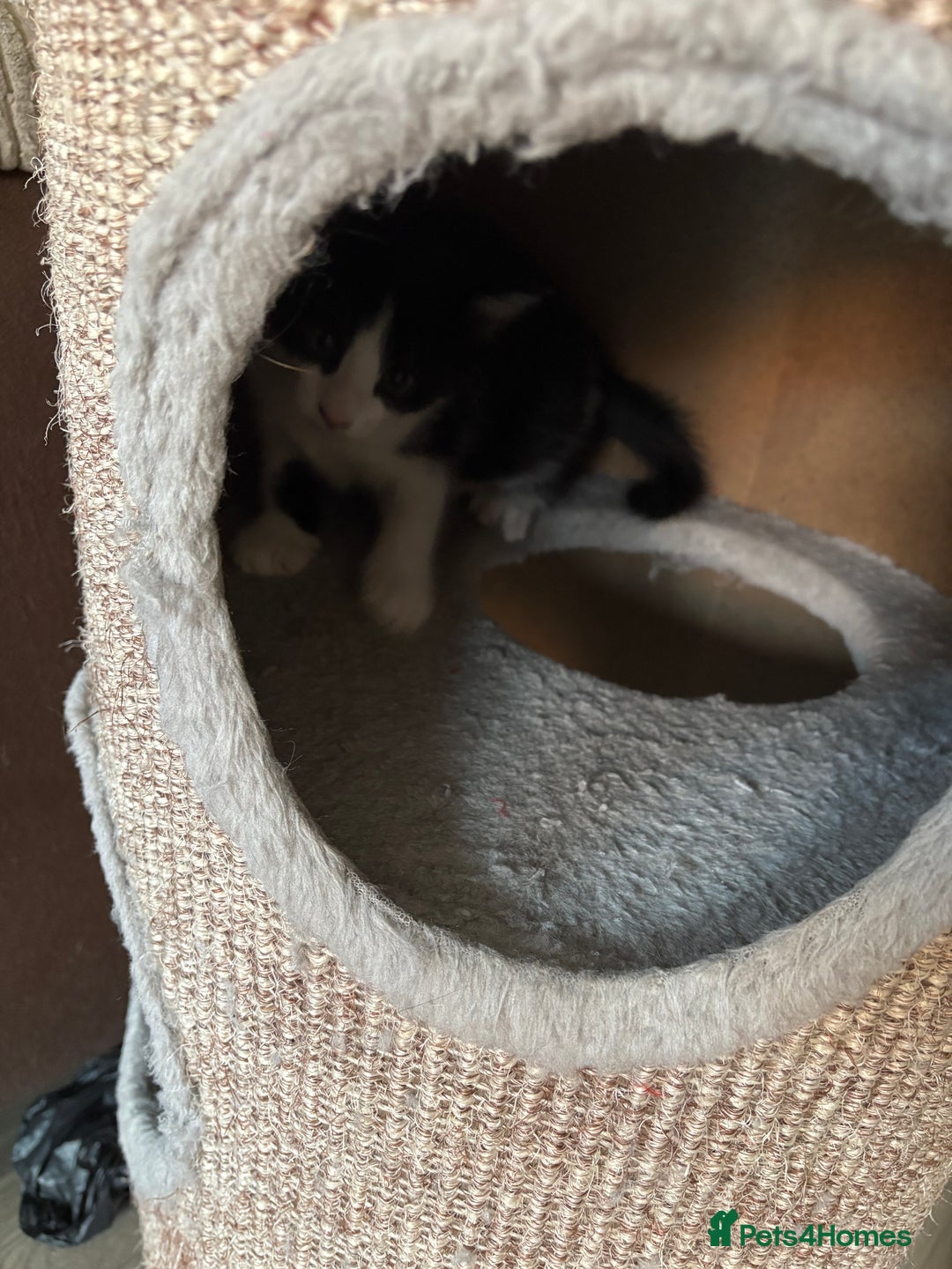 Mixed Breed cats for sale: Kittens for sale  - Image 16