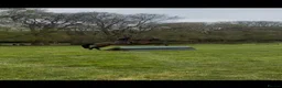 Irish Thoroughbred horses for sale: Super safe teenager dream horse  - Advert 16