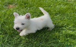 West Highland Terrier dogs for sale: West Highland Terriers show bloodlines - Image 9
