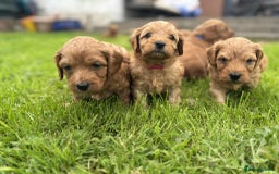 Cockapoo dogs for sale: F1B Red Cockapoo Pups - Image 4