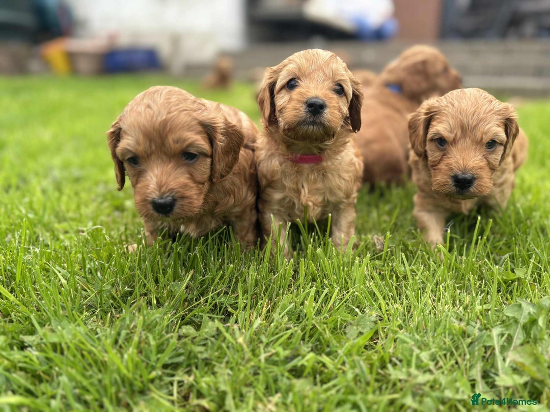 Cockapoo dogs for sale: F1B Red Cockapoo Pups - Image 4