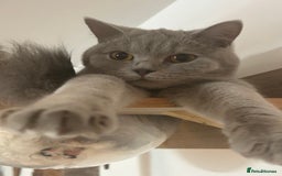 British Shorthair cats for sale: missy! grey british short hair. - Image 2