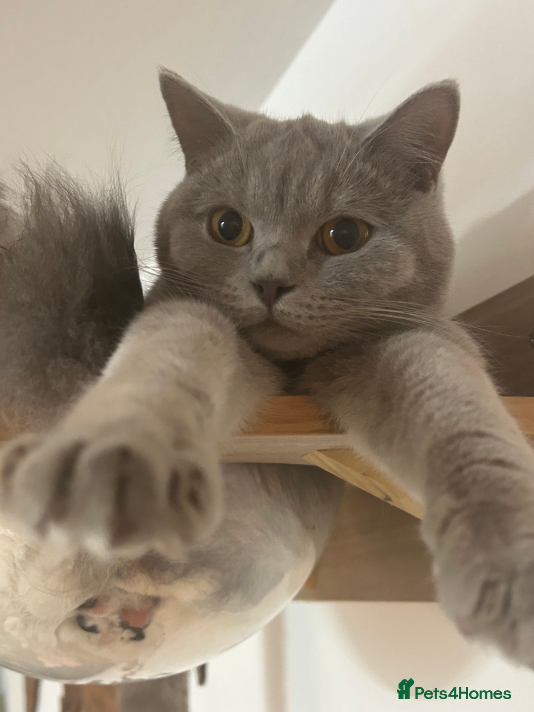 British Shorthair cats for sale: missy! grey british short hair. - Image 2
