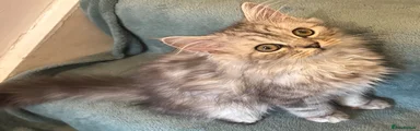 Persian Kitten 2