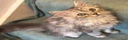 Persian cats for sale: 2 BOYS LEFT  - Advert 1