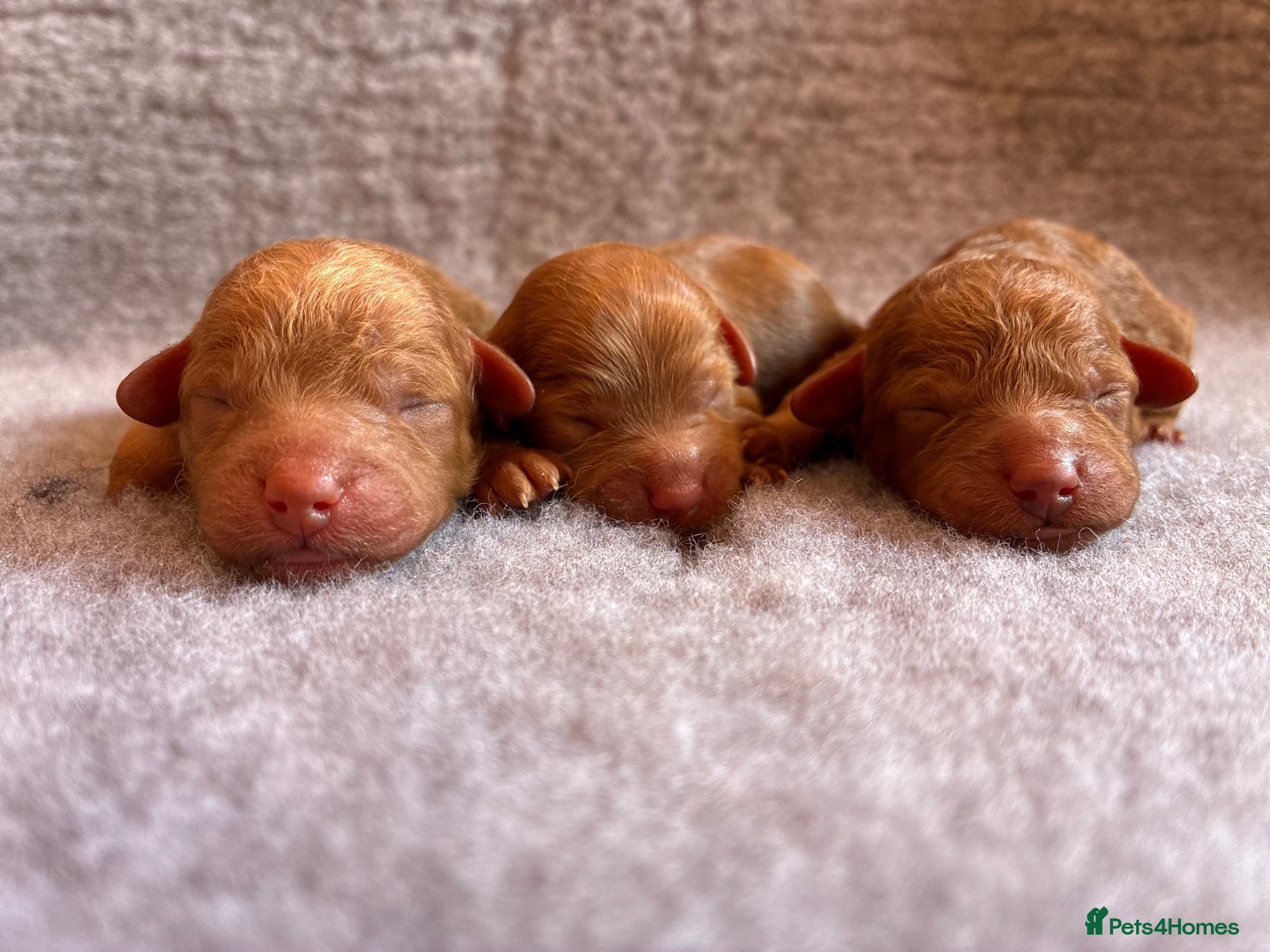 Cavapoo dogs F1B cavapoo litter  - Advert 3