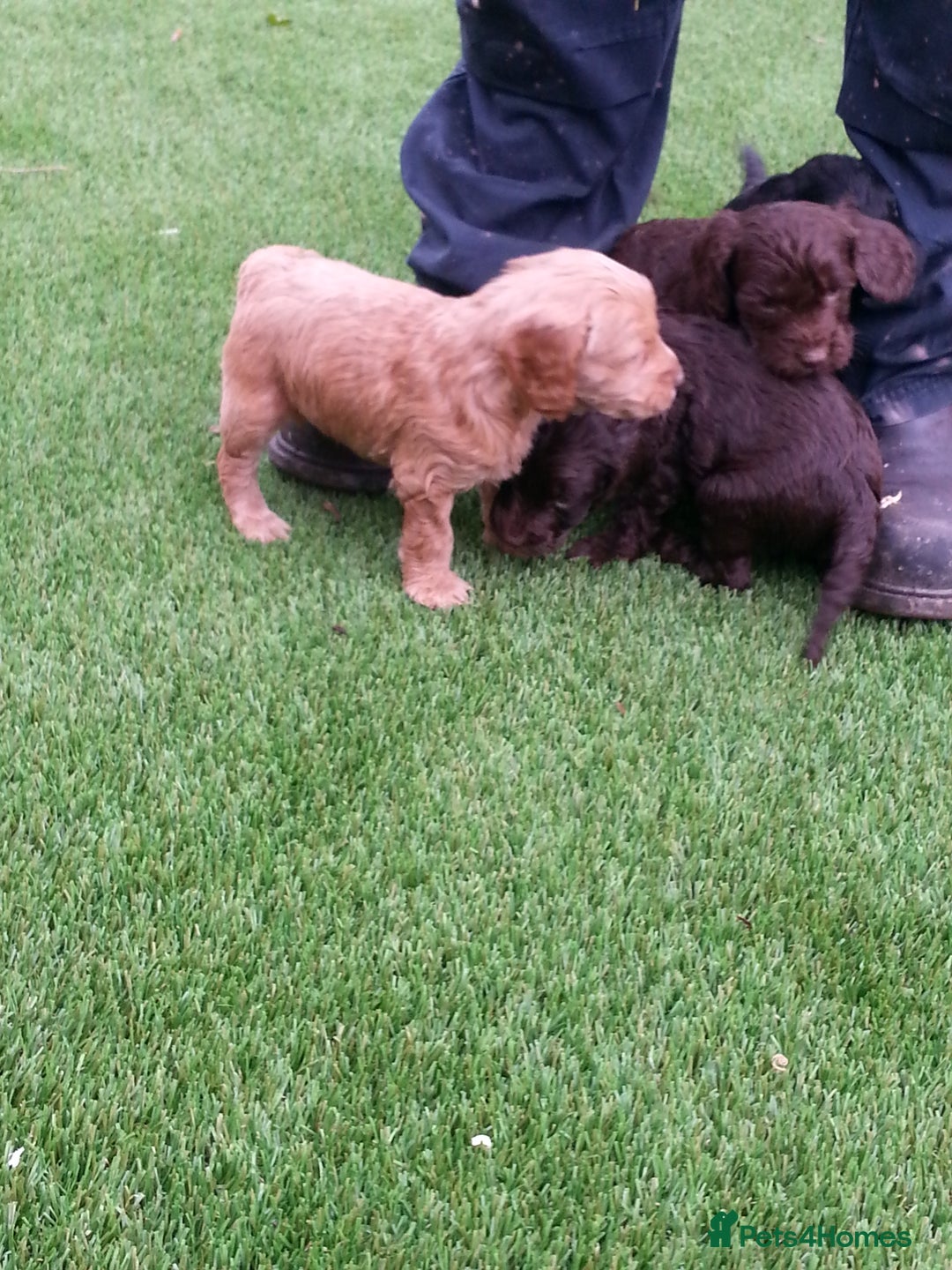 Cockapoo dogs for sale: F1 cockapoo puppies registered breeder  - Advert 1