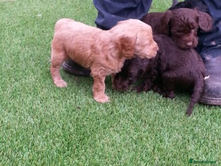 Cockapoo dogs F1 cockapoo puppies registered breeder - Advert 2