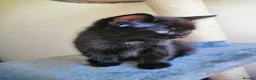Ragdoll cats for sale: Ragdoll and rushian bluecat mix - Advert 18