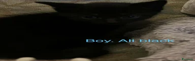 Domestic Shorthair 5