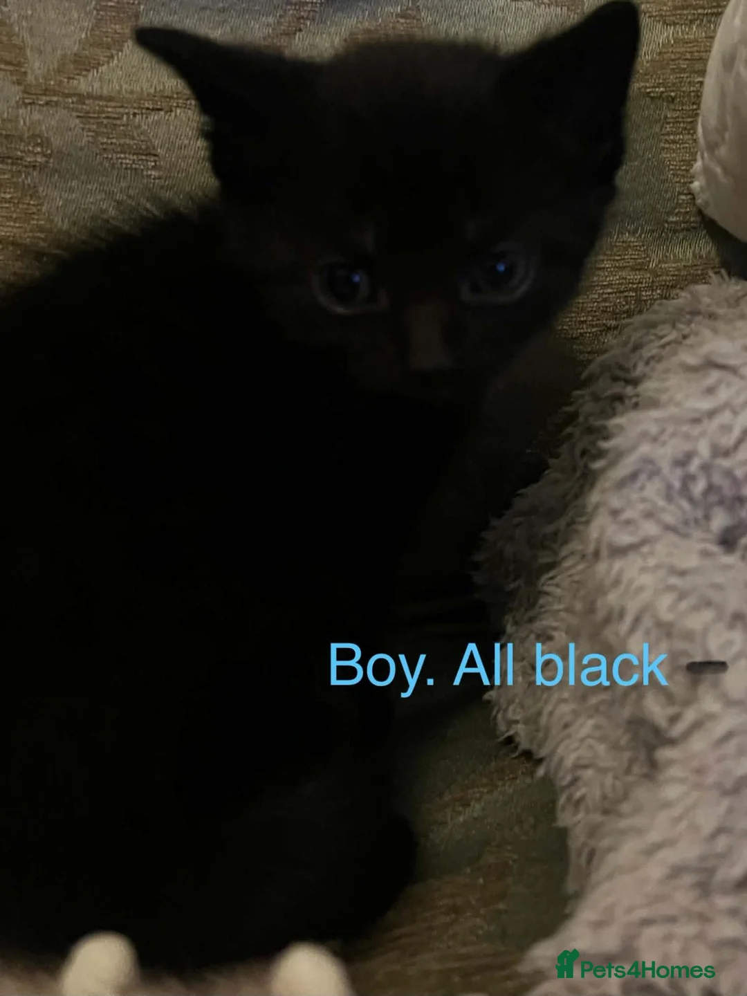 Domestic Shorthair cats for sale: Litter - Advert 6