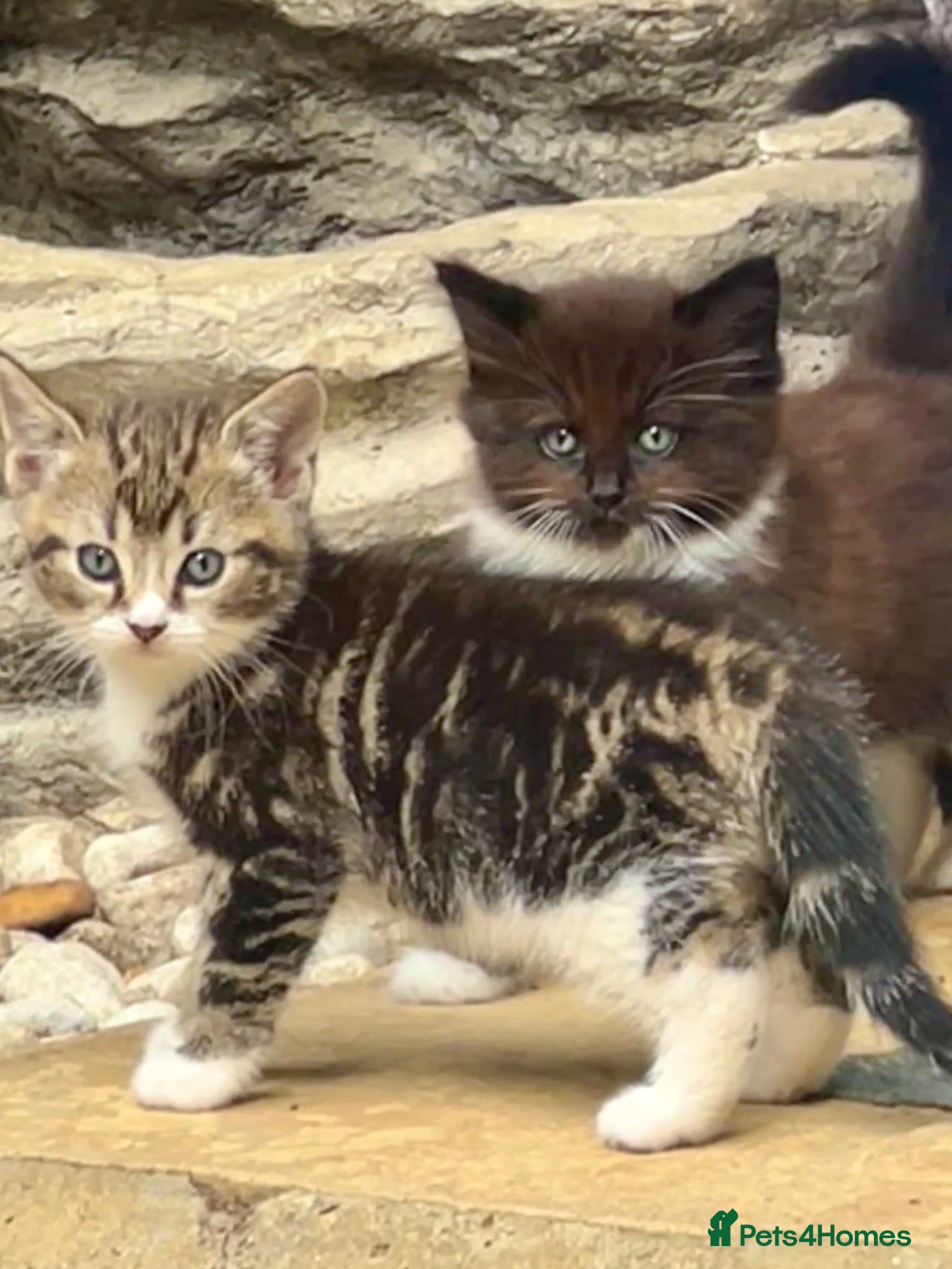 Mixed Breed cats Three beautiful kittens – two girls and one boy.  - Advert 16