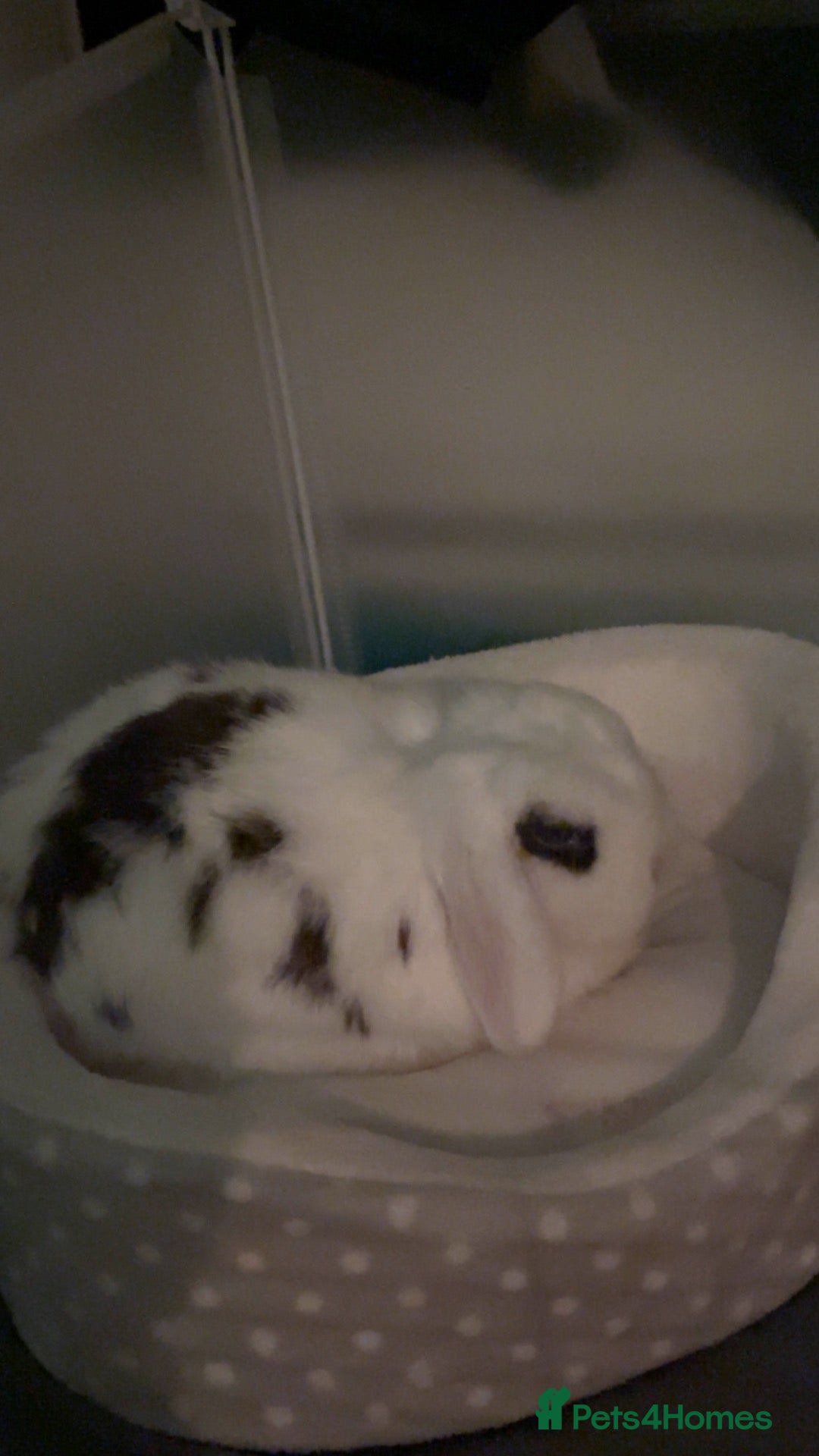 Mini Lop rabbits for sale: Bunny for sale - Advert 1