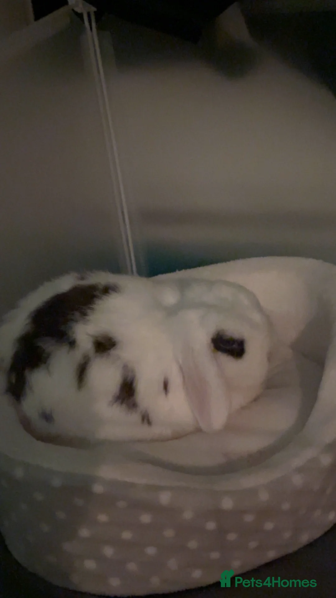 Mini Lop rabbits for sale: Bunny for sale in Leeds - Advert 1