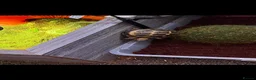 Tortoise reptiles for sale: Tilly and Toby  - Advert 2
