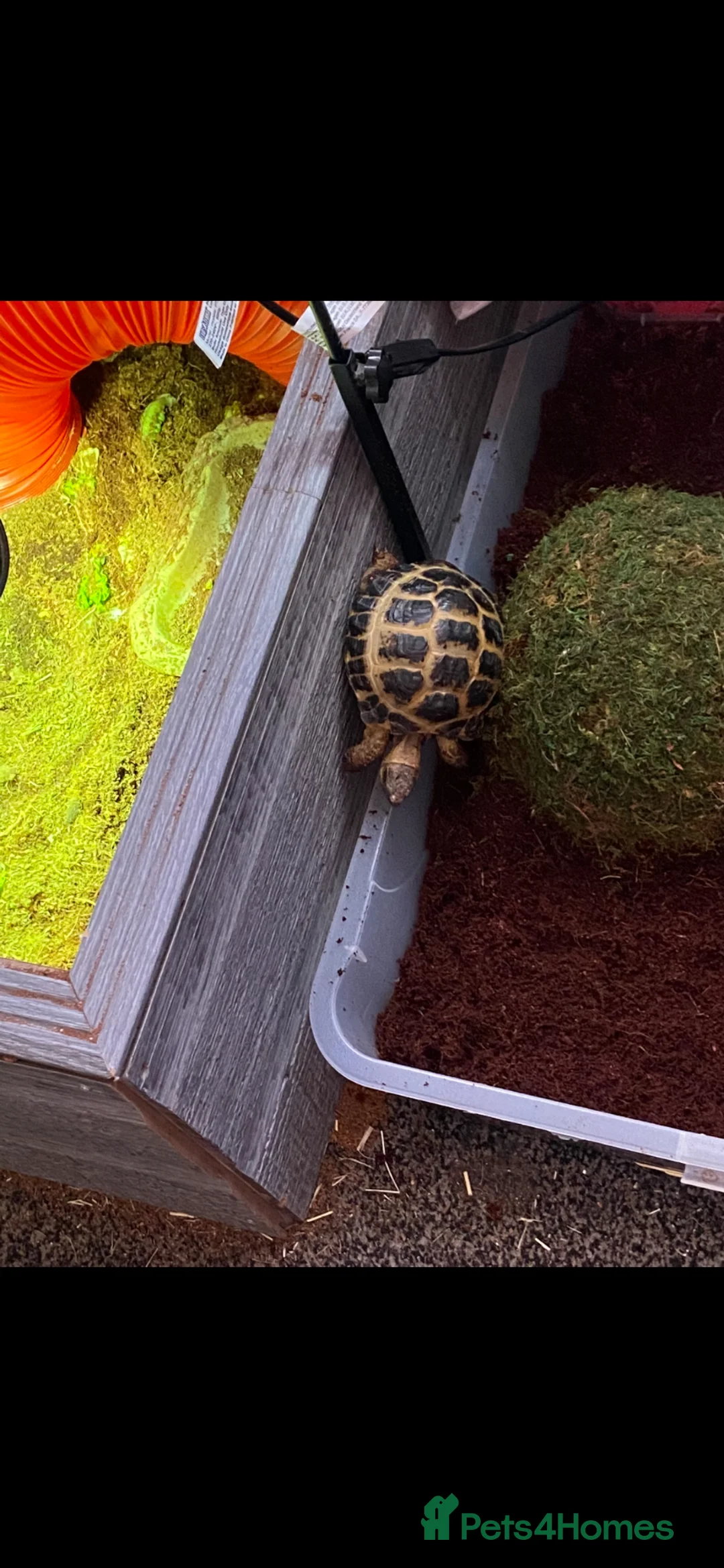 Tortoise reptiles for sale: Tilly and Toby  - Advert 2